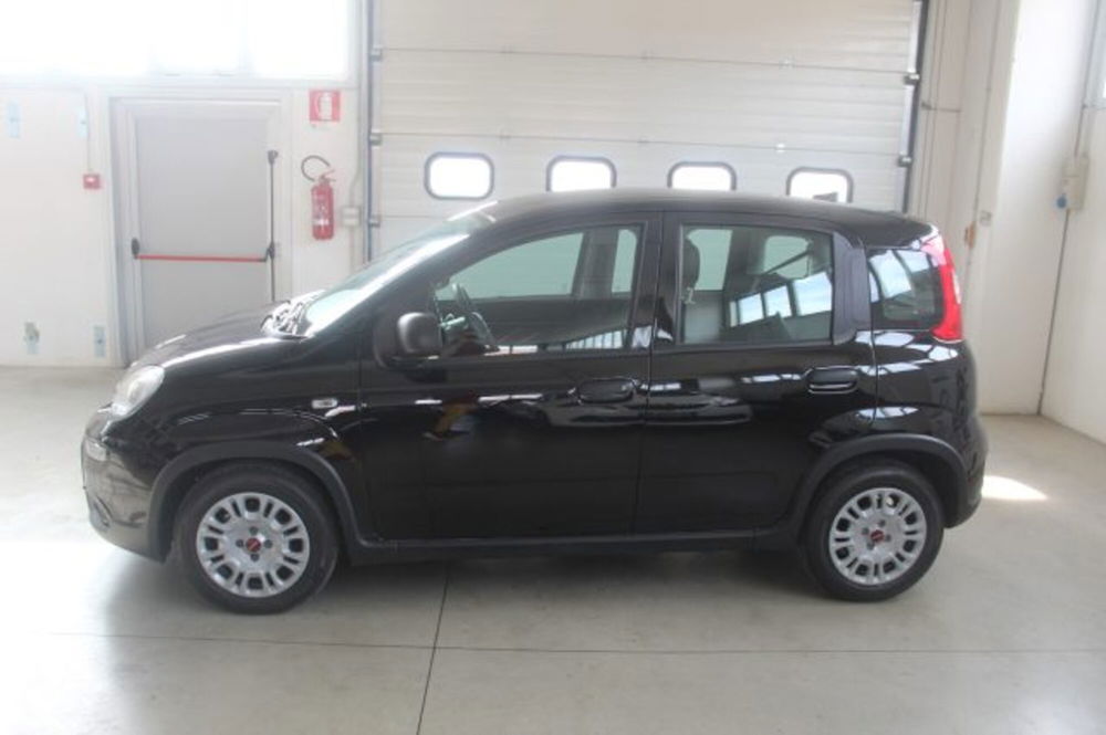 Fiat Panda usata a Terni (3)