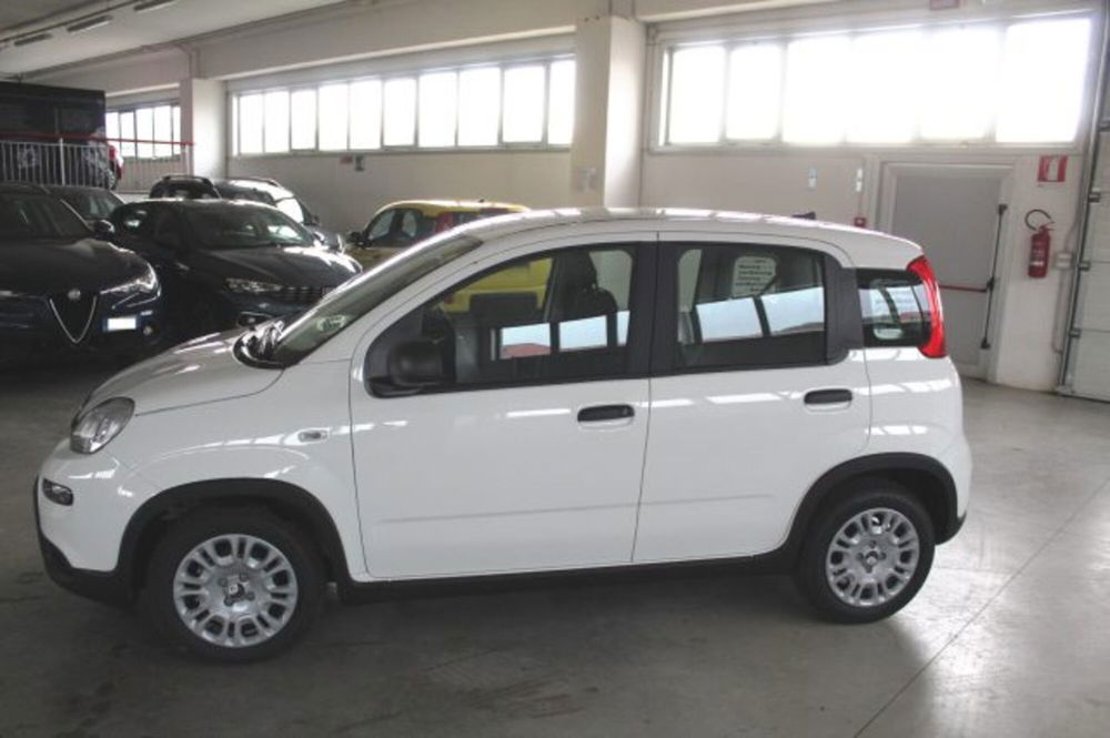 Fiat Panda nuova a Terni (3)