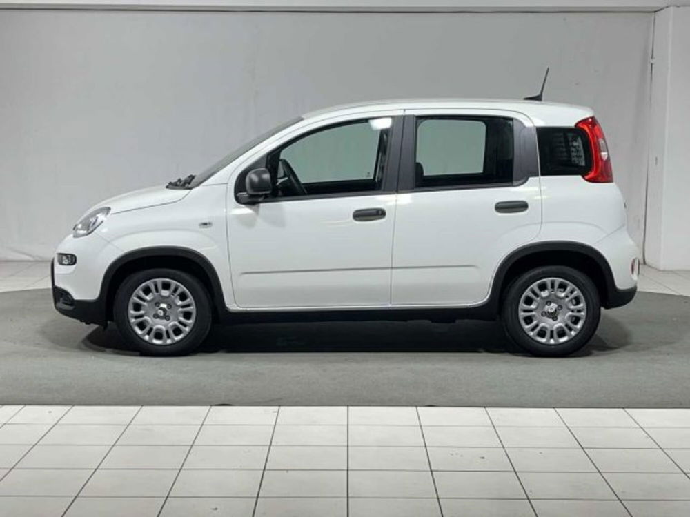 Fiat Panda nuova a Sondrio (2)