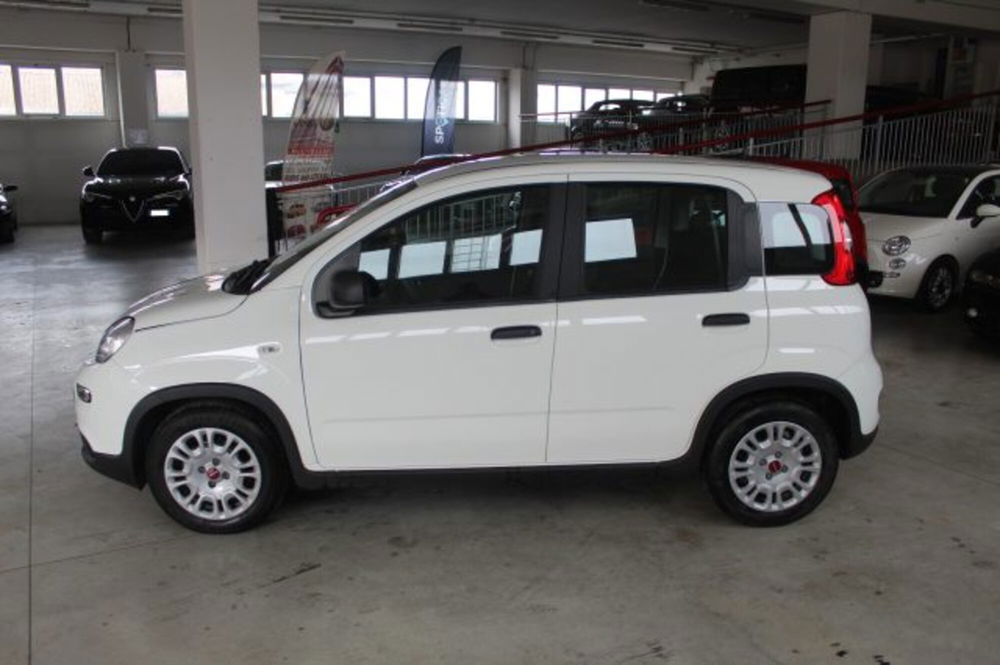 Fiat Panda usata a Terni (3)